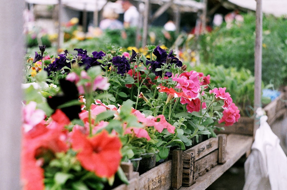 red and purple flowers on brown wooden crate