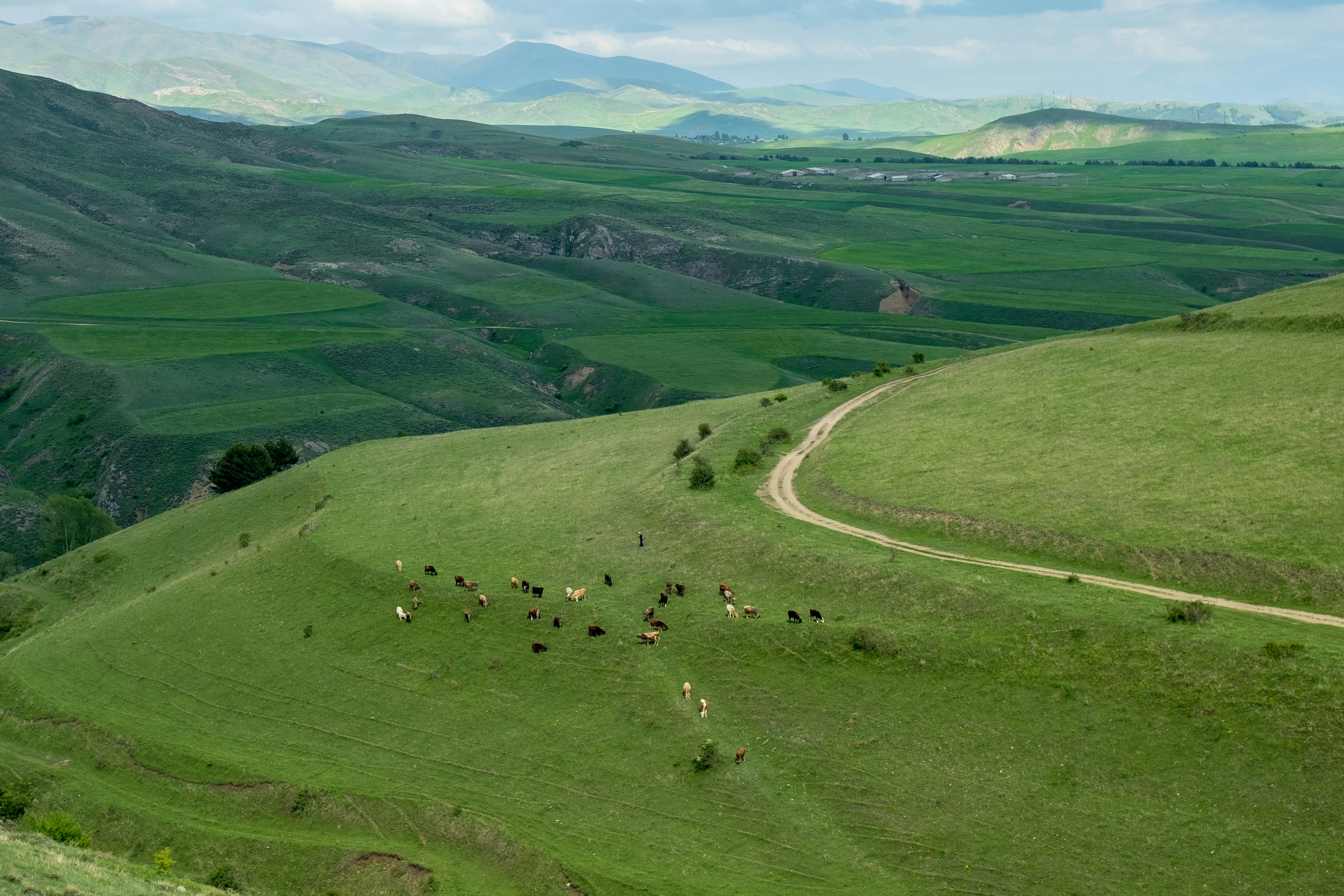 aerial view of green grass field during daytime, 