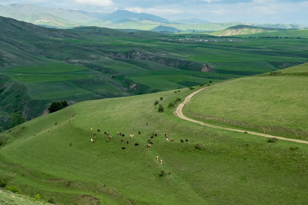 Vista aérea de un campo de hierba verde durante el día