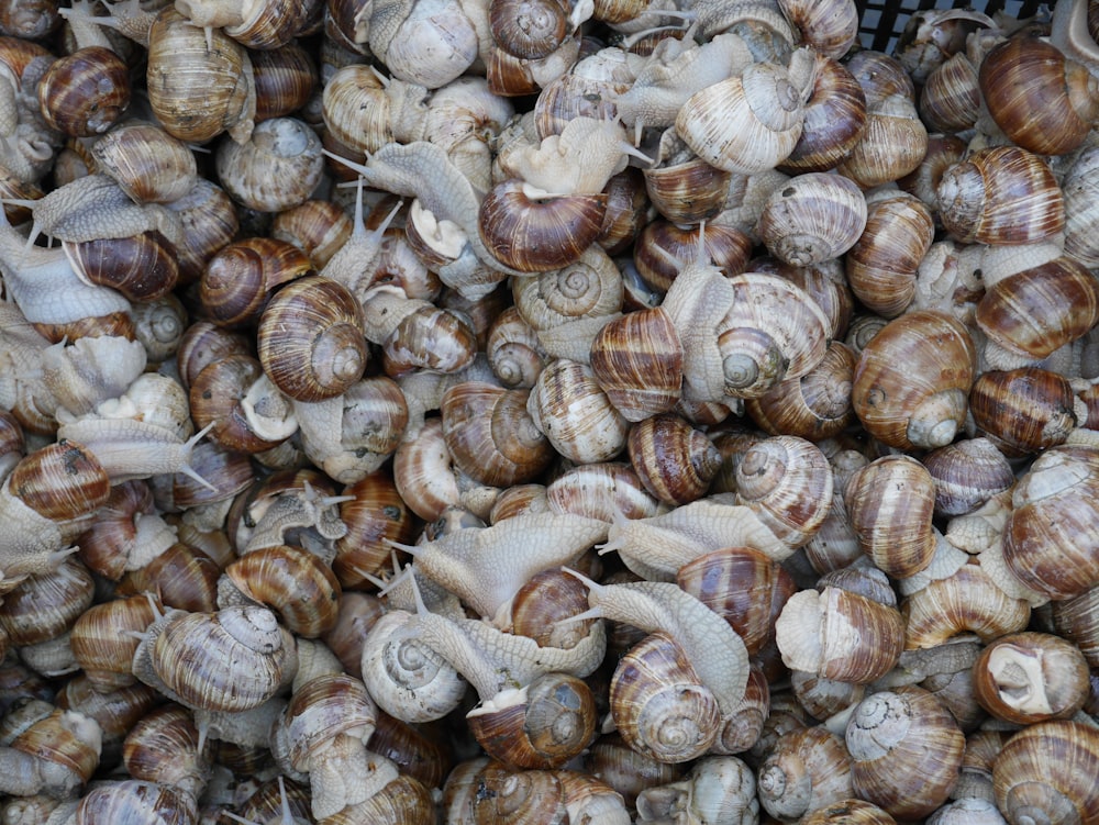 conchiglie marroni e bianche