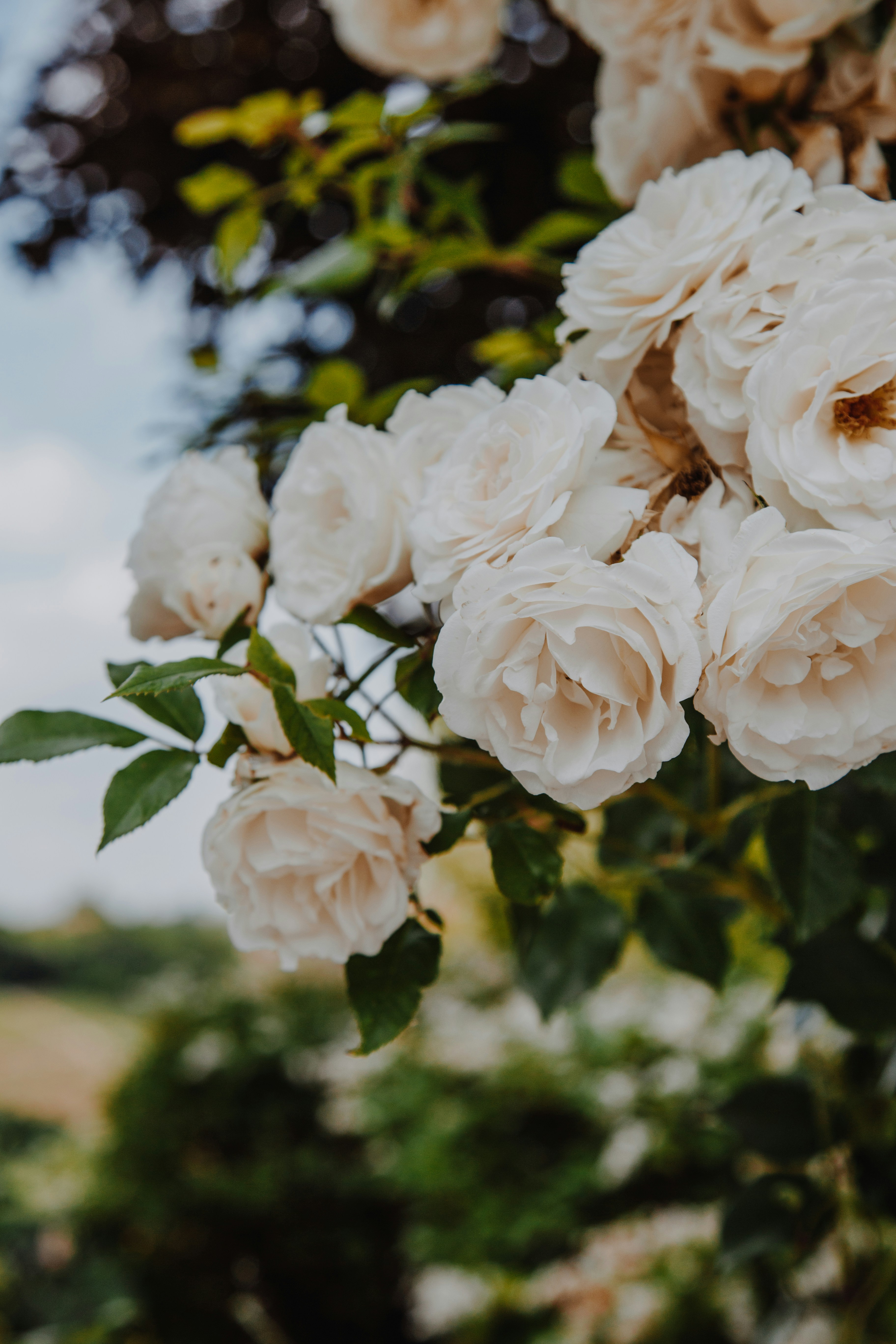 Photo by i_am_simoesse