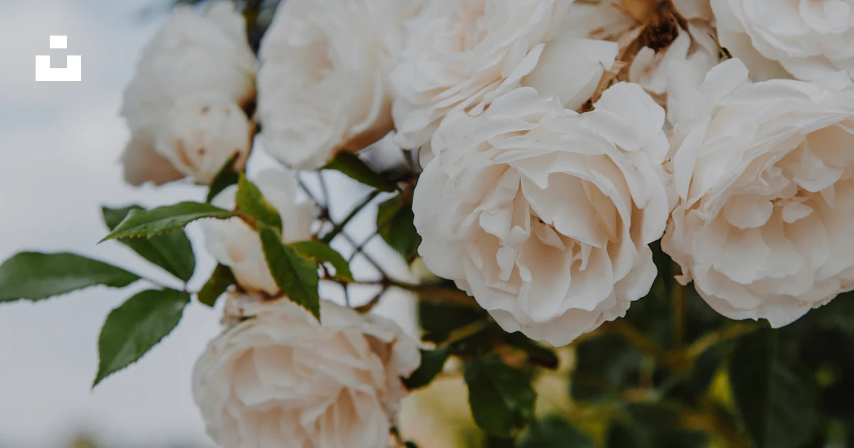 A bunch of white roses hanging from a tree photo – Free Rose Image on ...