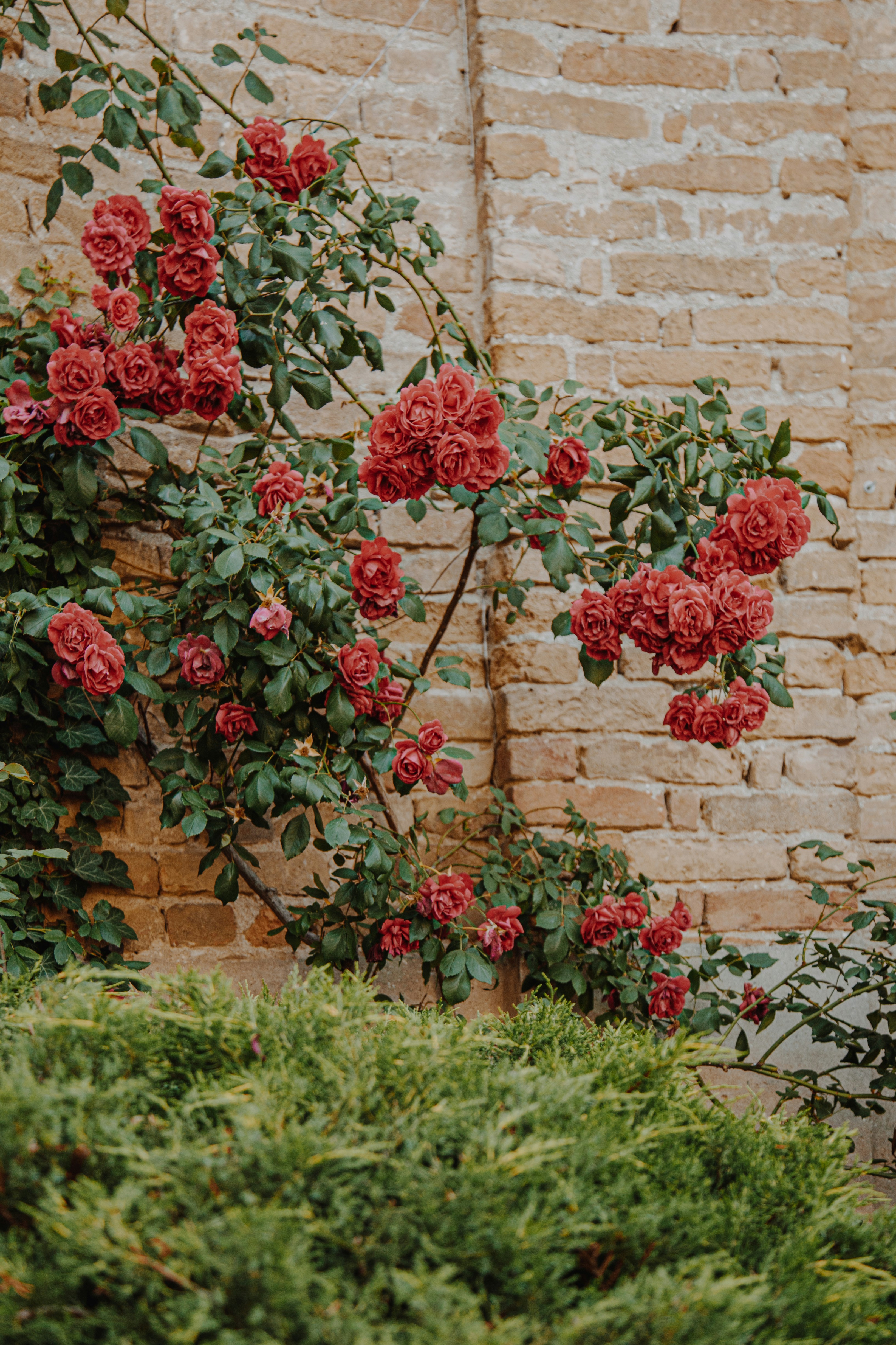 A brick wall with red flowers growing on it photo – Free Flower Image ...