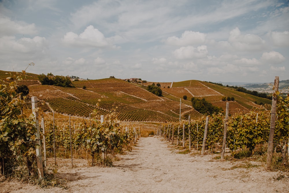 a dirt road surrounded by vines on a hill