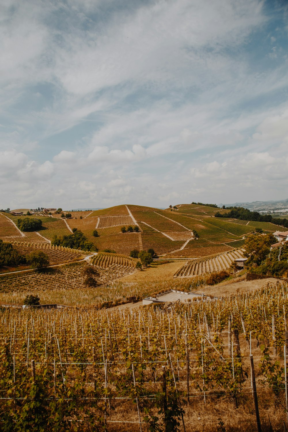 a vineyard with rows of vines in the foreground