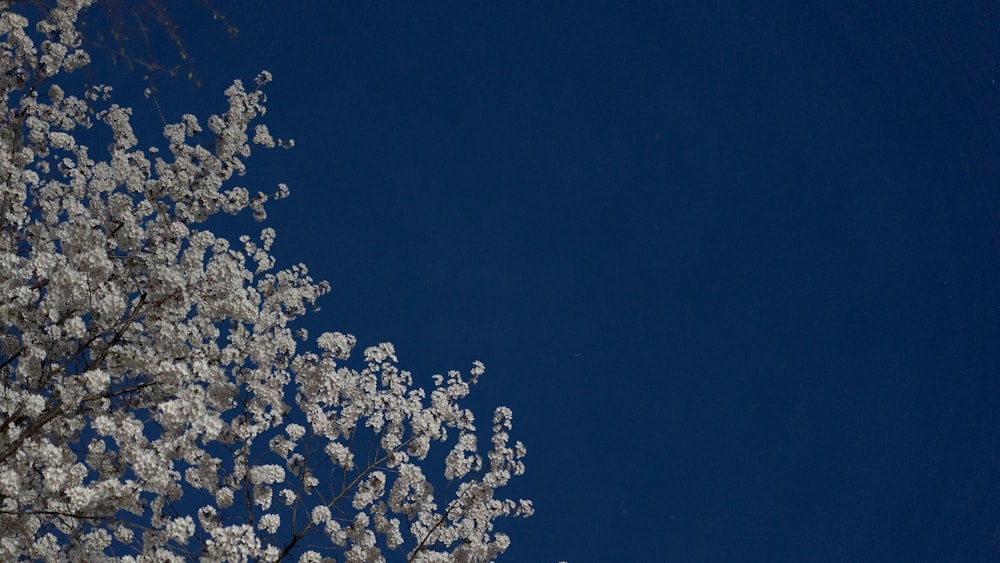 a tree with white flowers and a blue sky in the background