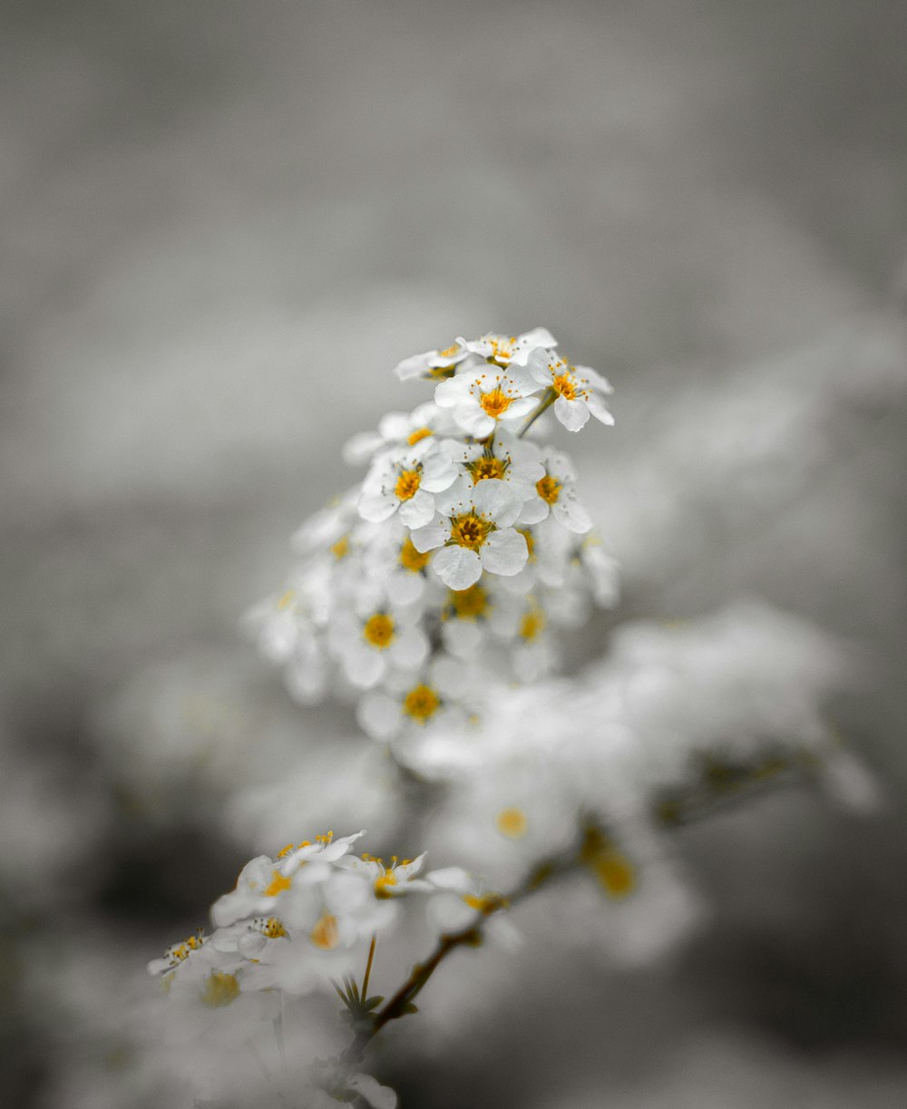 small white flowers with yellow centers in a black and white photo