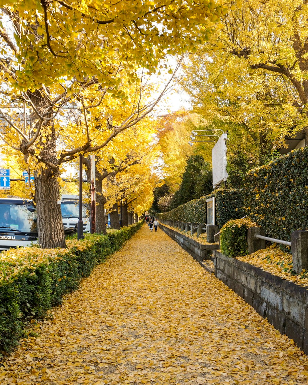 a yellow leaf covered street lined with trees