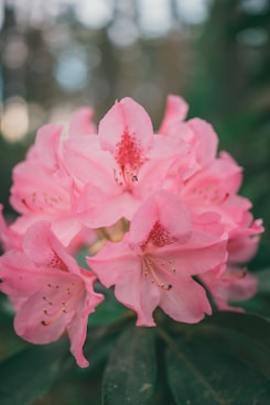 a close up of a pink flower on a tree