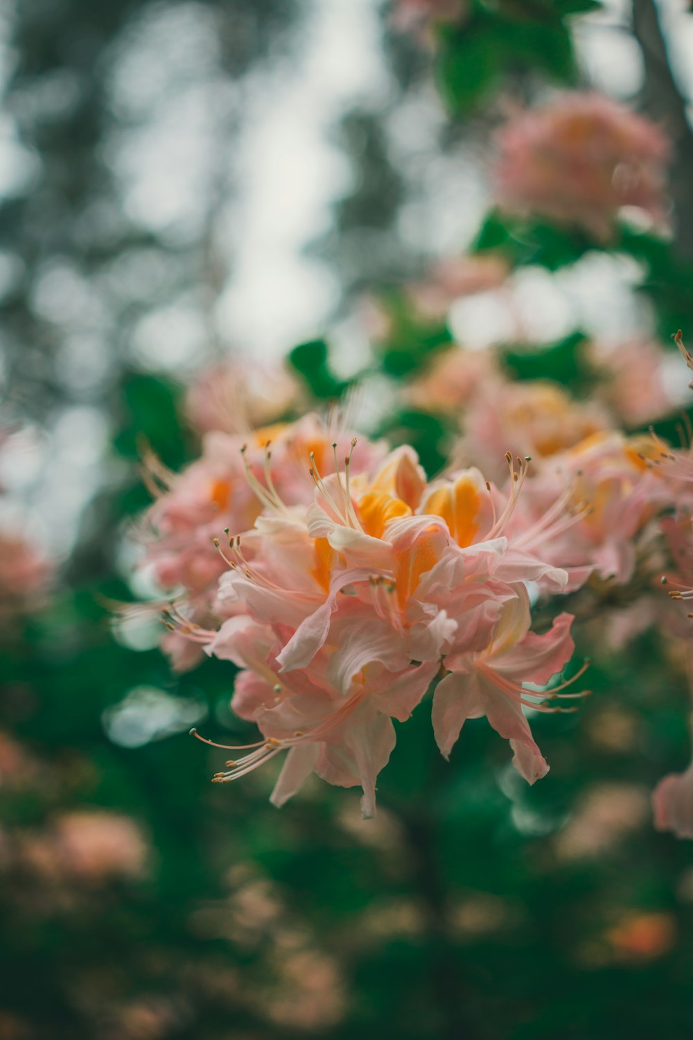 a close up of a pink flower on a tree