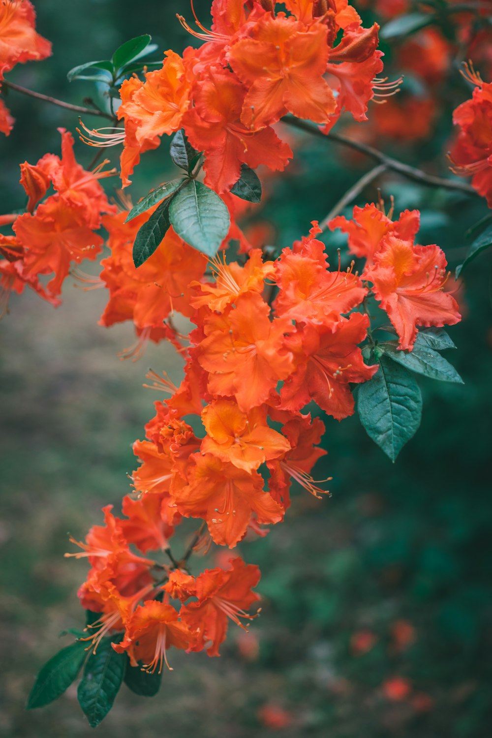 a close up of a tree with orange flowers