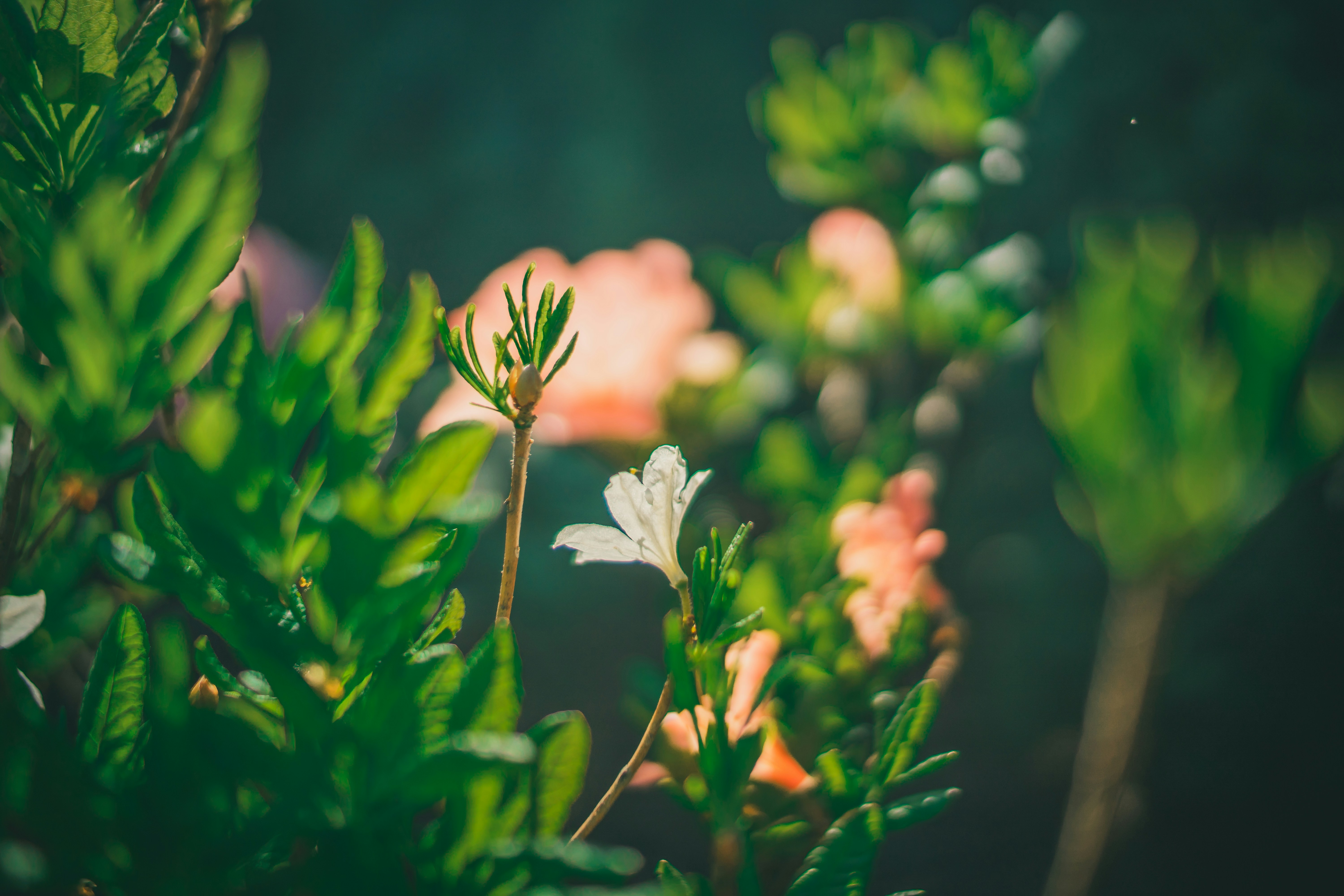 Photo by raimondklavins