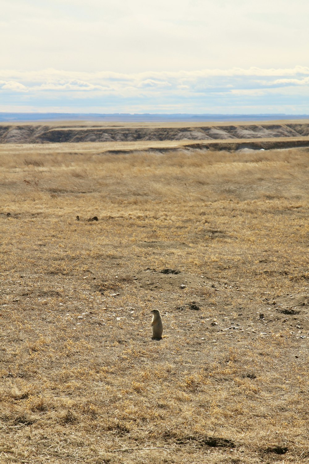 brown and gray animal on brown field during daytime