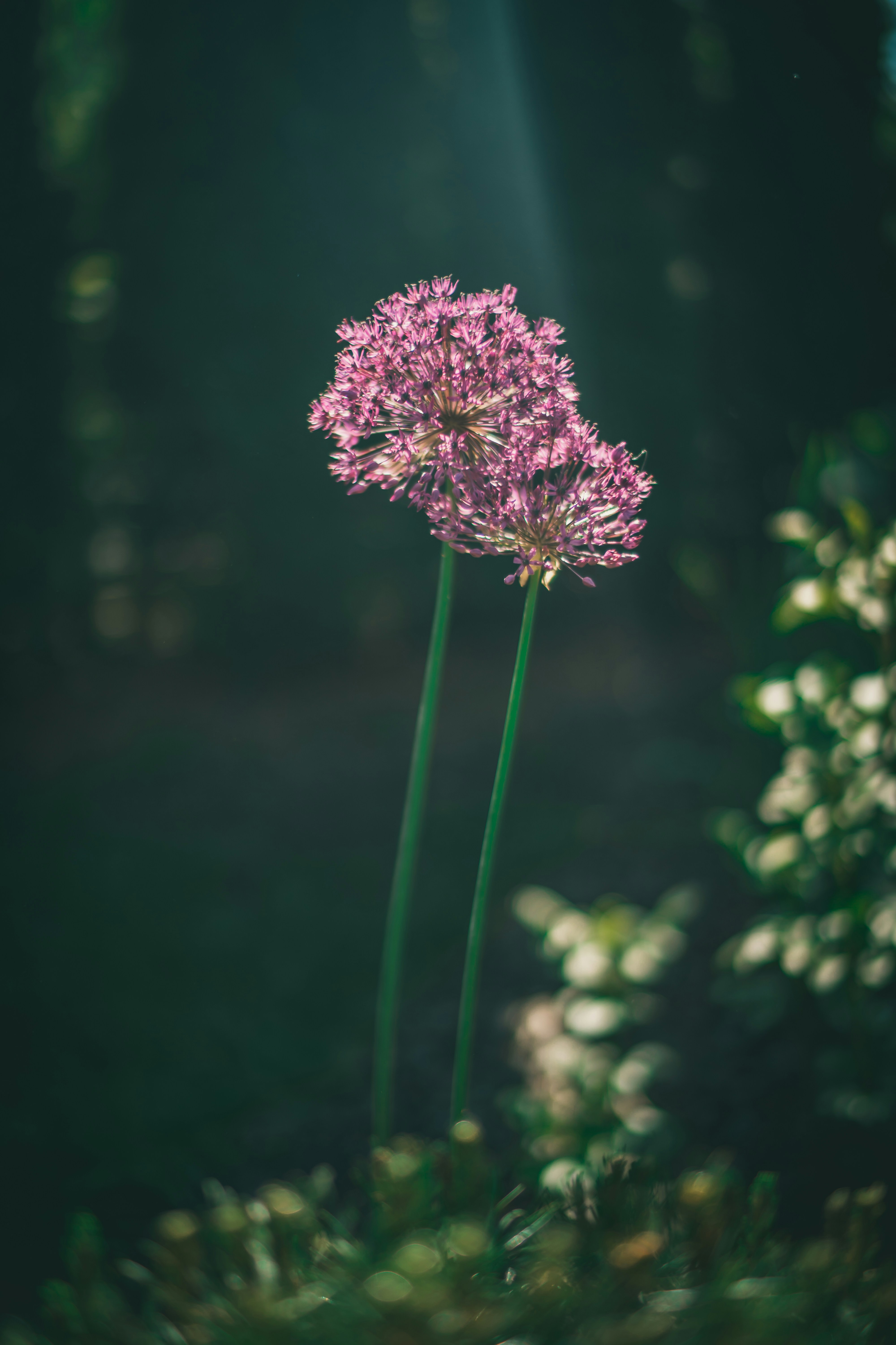 Photo by raimondklavins