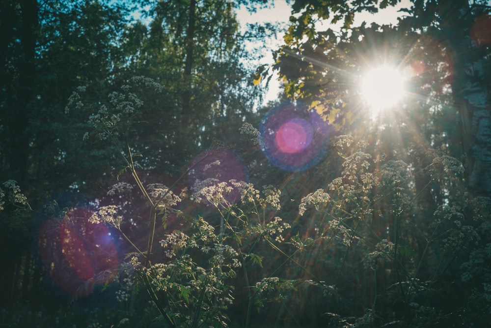 the sun shines brightly through the trees in the forest