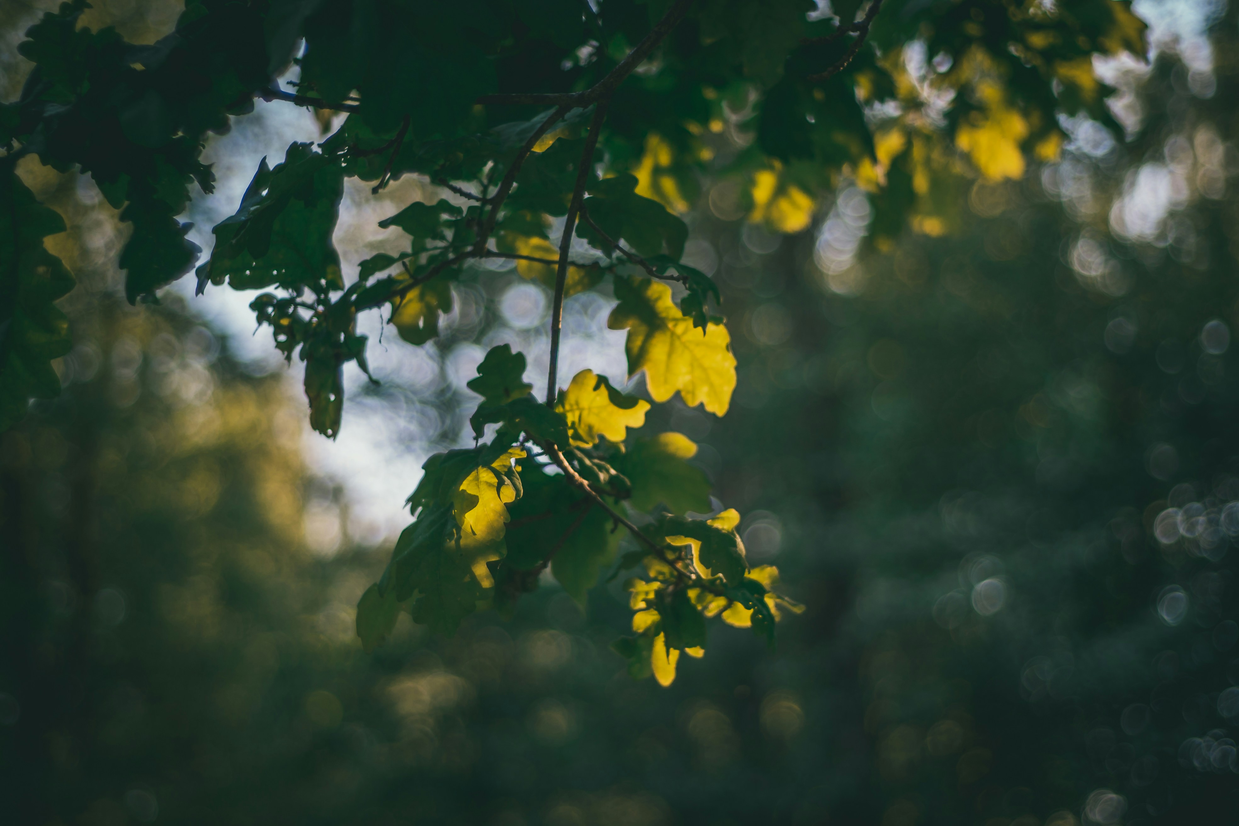 Photo by raimondklavins