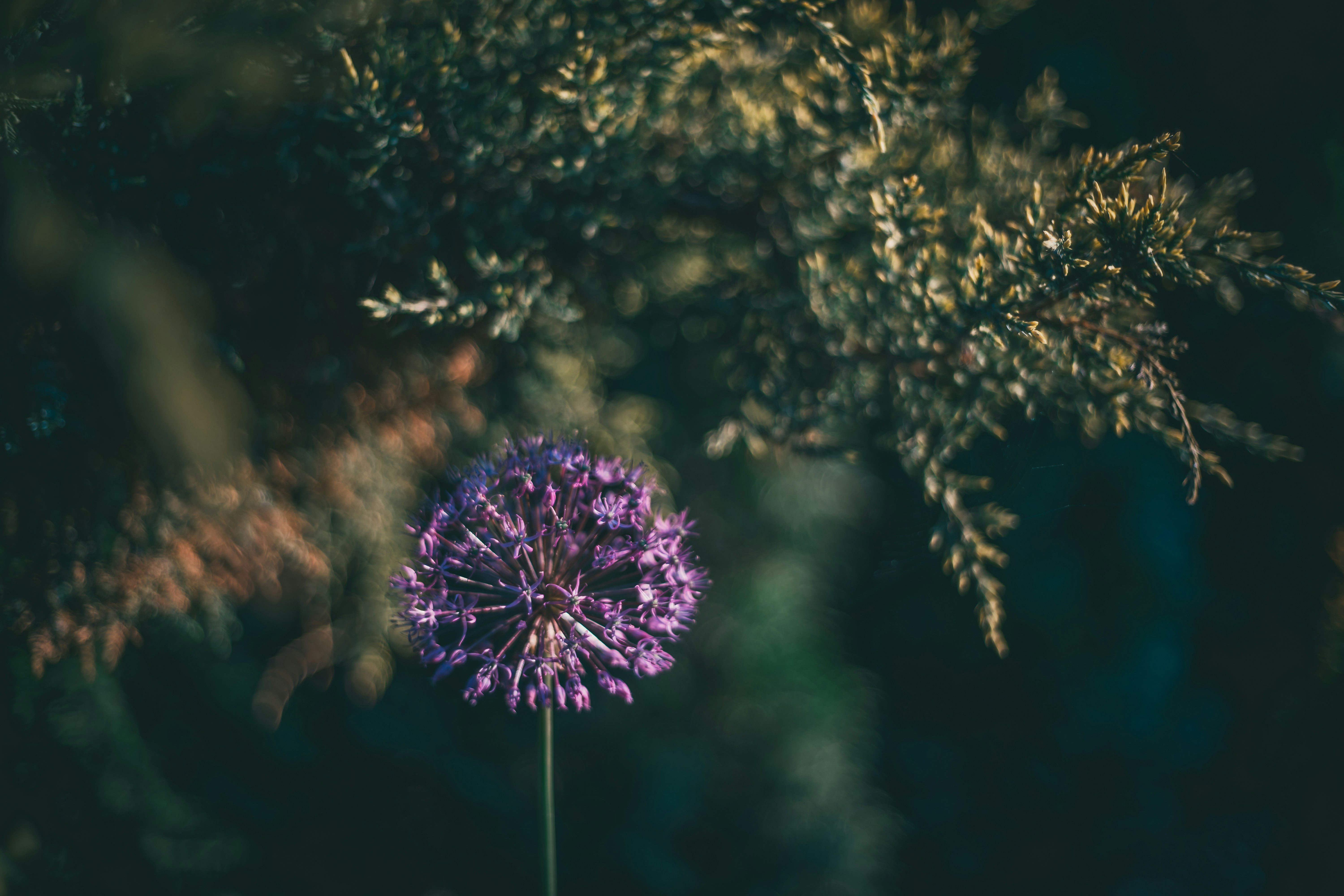 Photo by raimondklavins