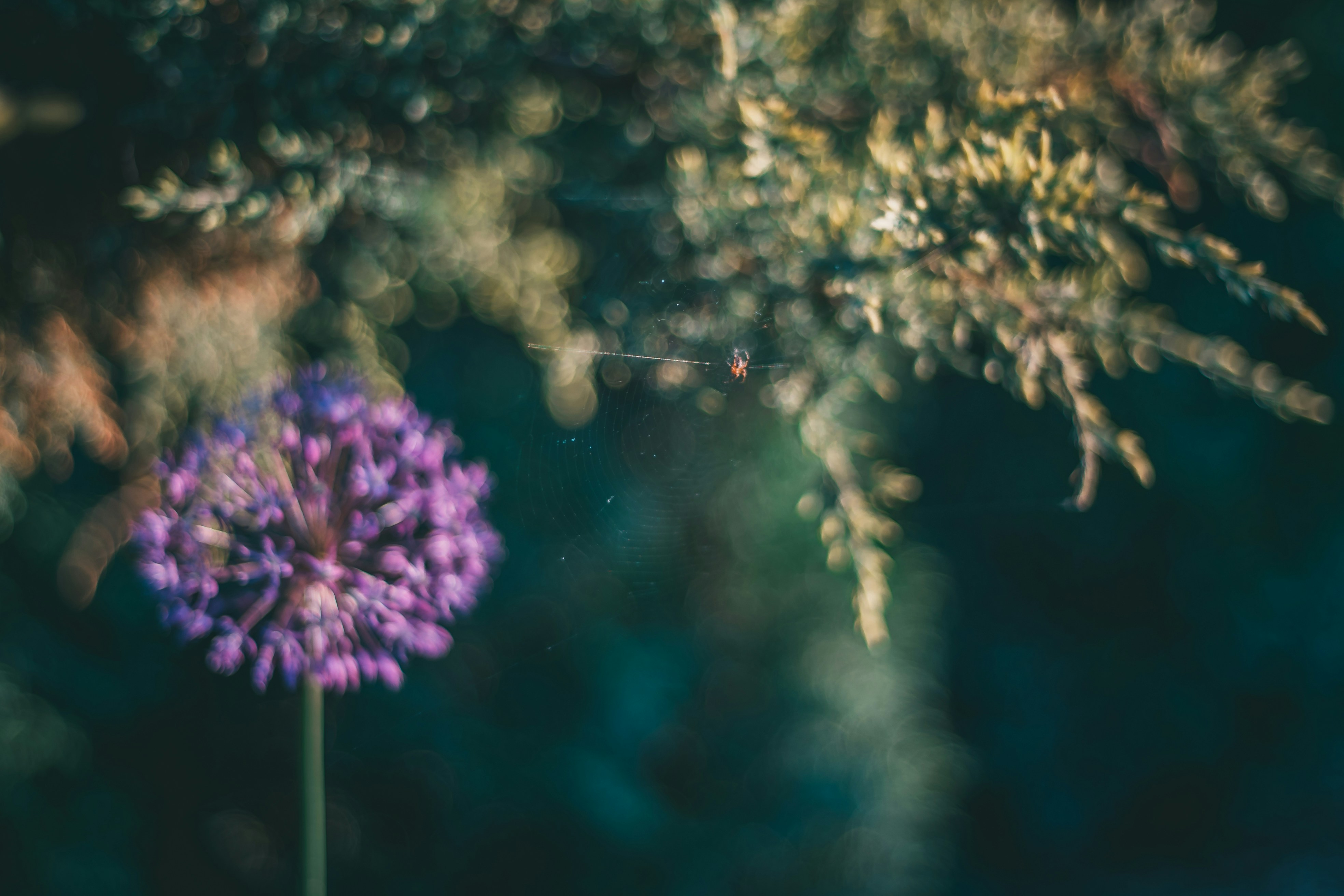 Photo by raimondklavins