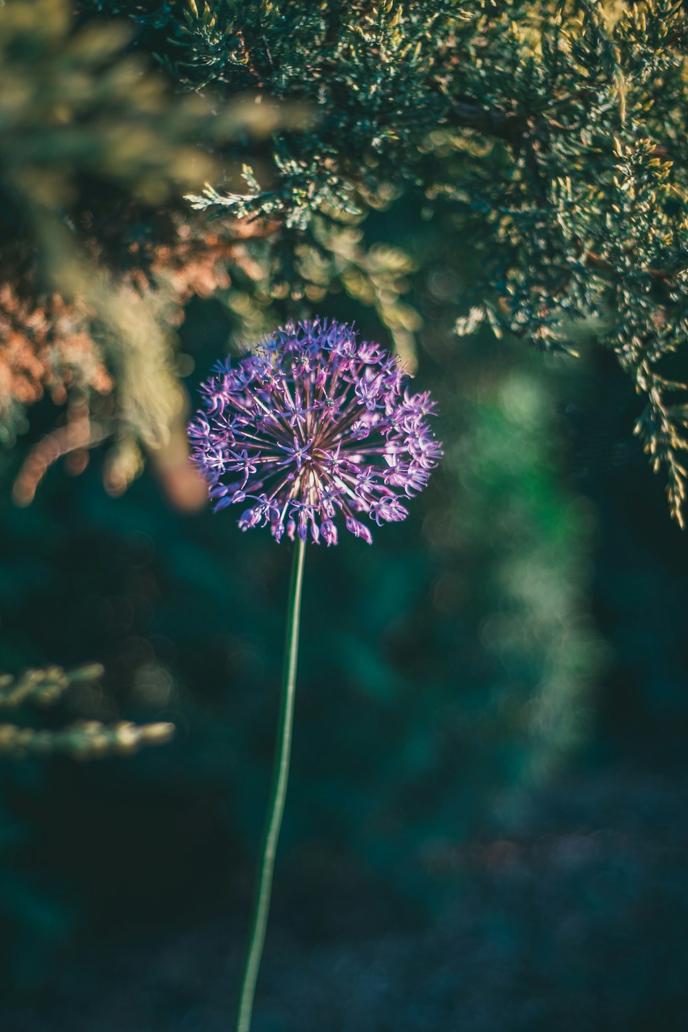 a purple flower sitting in the middle of a forest