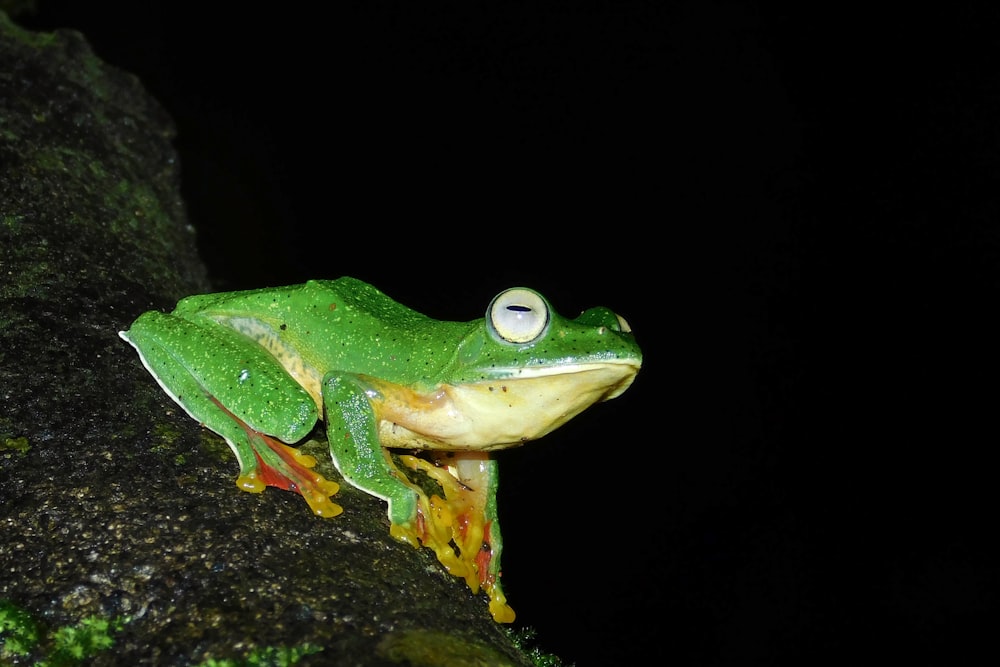 a green frog sitting on top of a tree branch