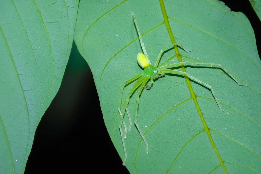 uma aranha verde sentada em cima de uma folha verde