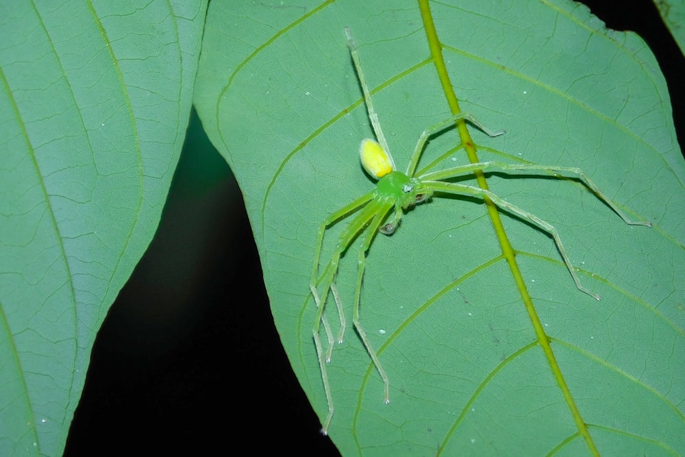 a green spider sitting on top of a green leaf