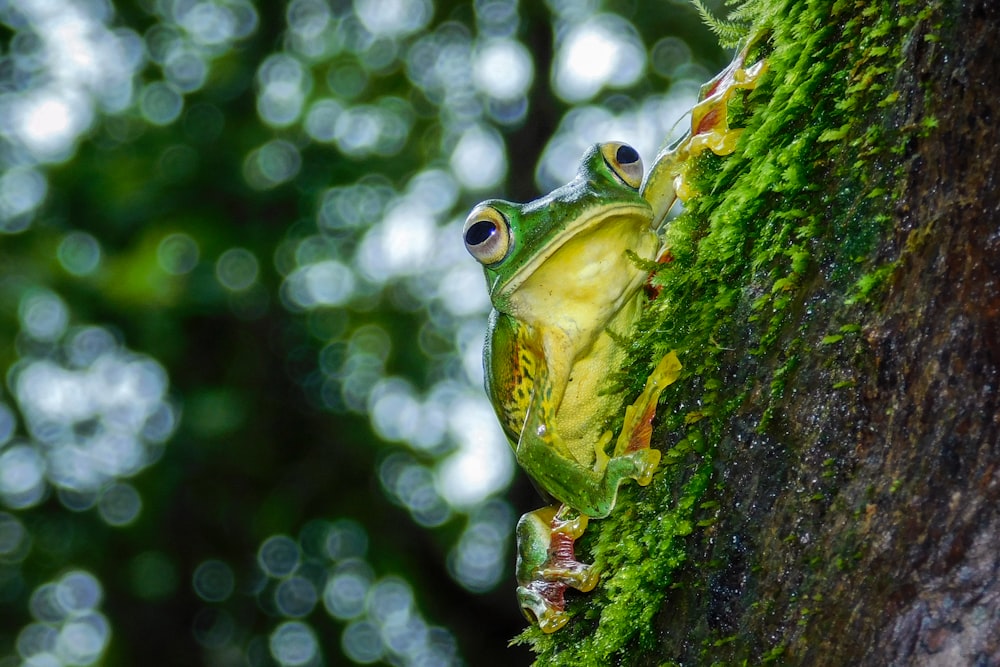 a green frog sitting on the side of a tree