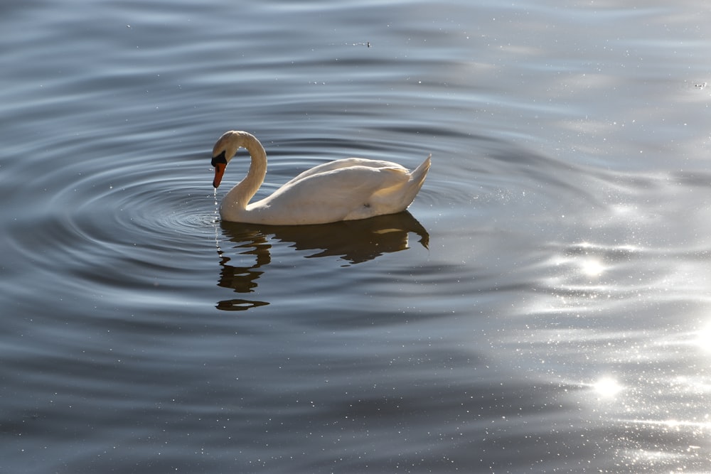 white swan on water during daytime