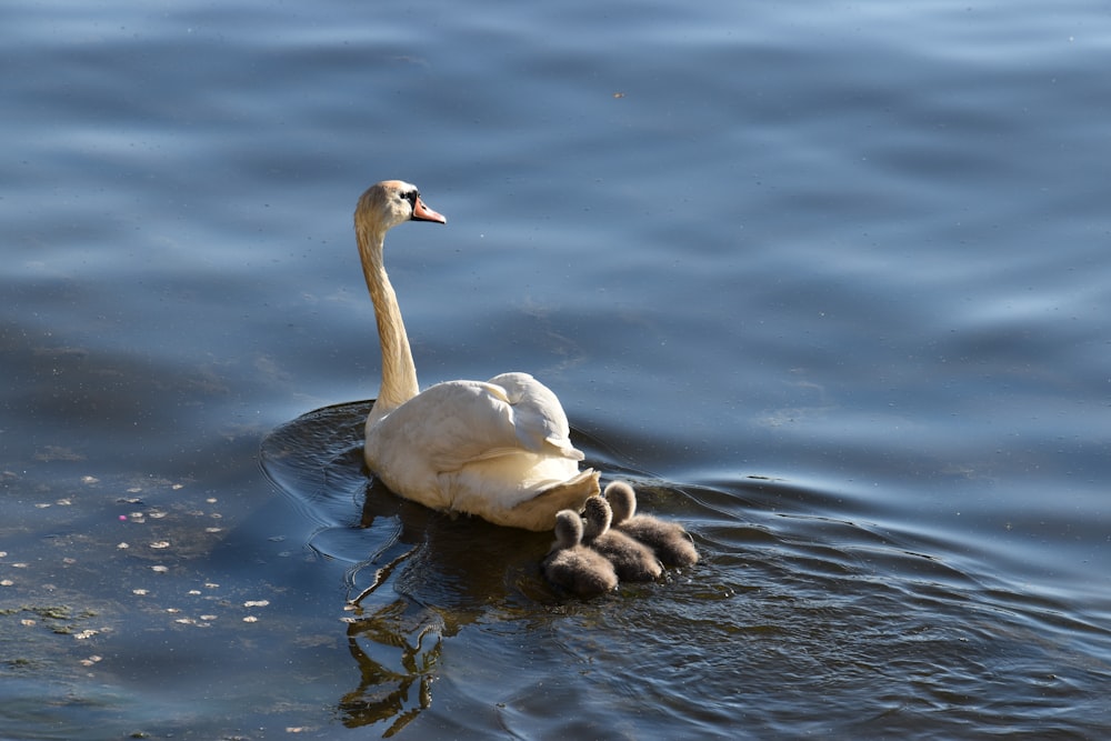 white swan on water during daytime