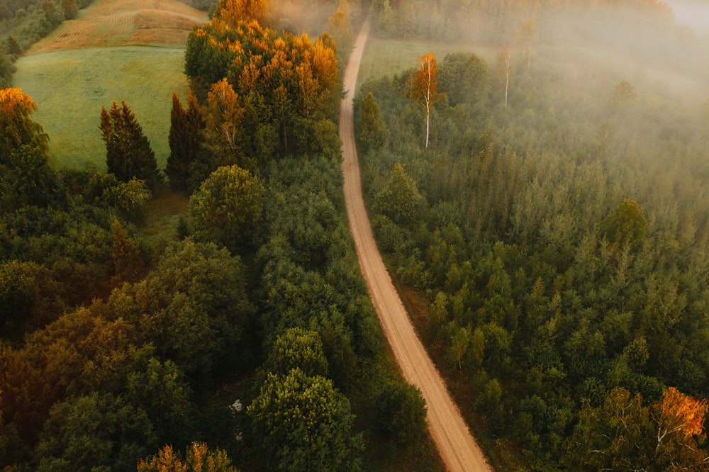 a dirt road in the middle of a forest