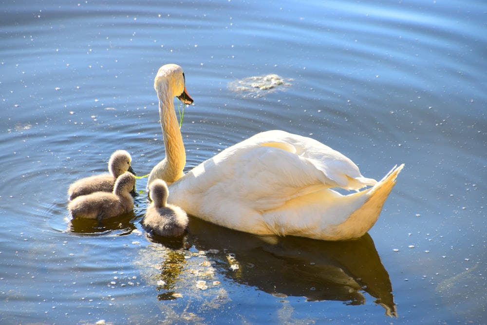 white swan on water during daytime