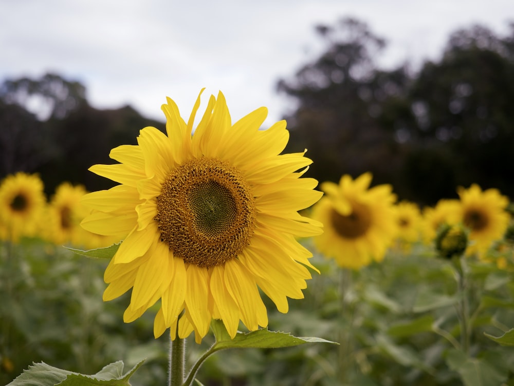 yellow sunflower in close up photography