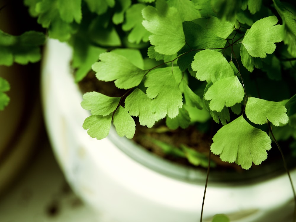 green plant in white ceramic pot