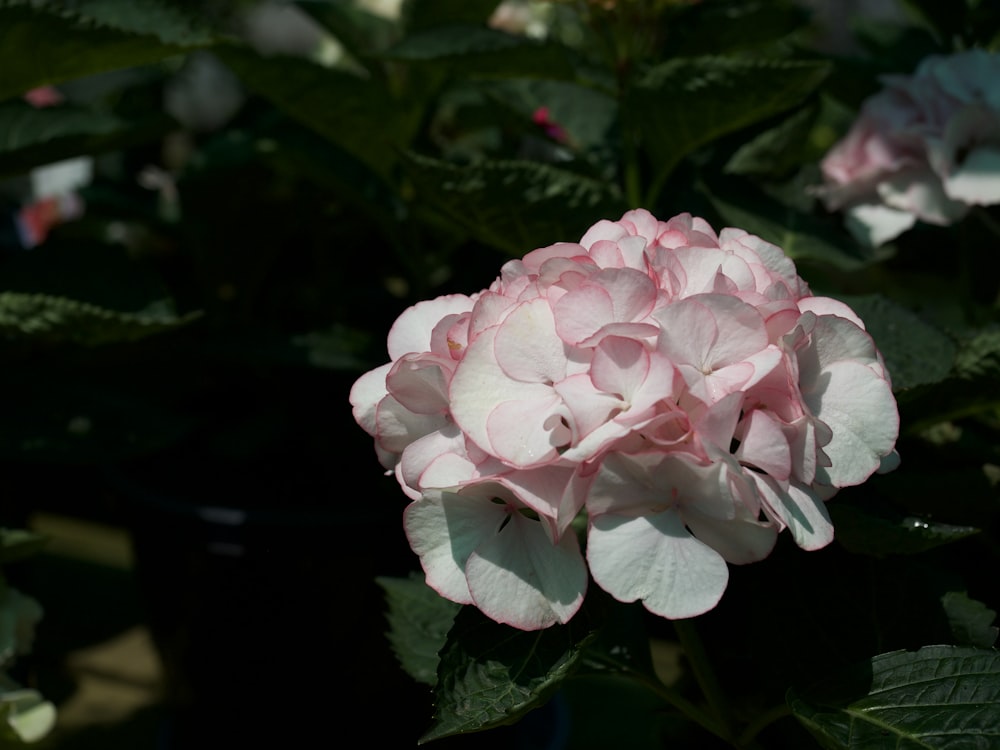 pink rose in bloom during daytime