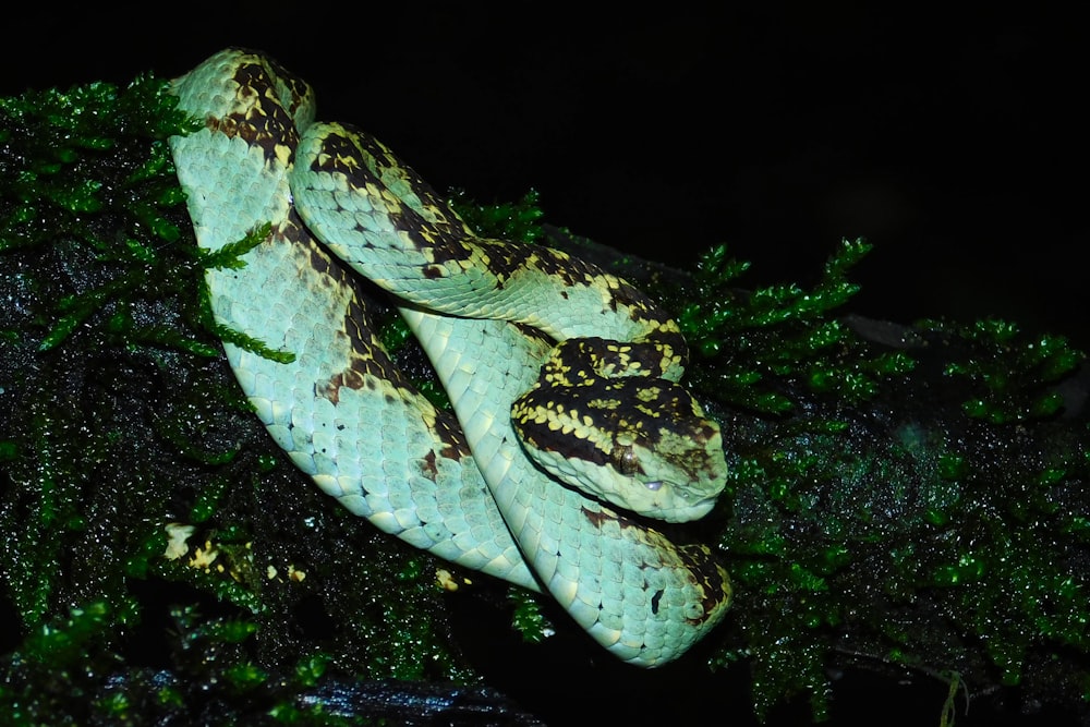 a green and black snake curled up on a tree branch