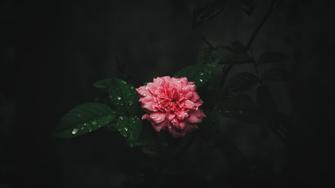 pink flower with green leaves