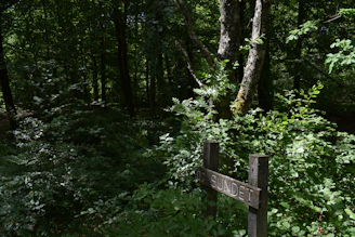 brown wooden cross surrounded by green trees
