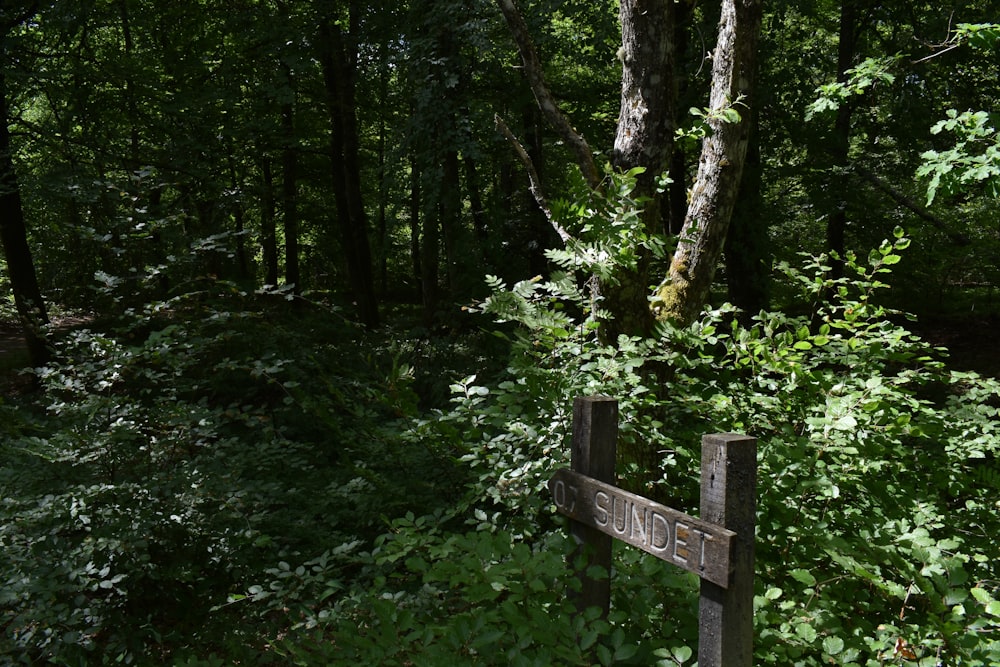 Croix en bois marron entourée d’arbres verts