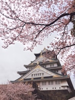 A traditional Japanese castle surrounded by blooming cherry blossom trees. The architectural details of the castle include ornate roofs and golden accents, creating a harmonious contrast with the pink blossoms. The scene is tranquil and culturally rich, capturing a quintessential view of Japan's historical beauty.