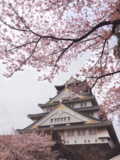 A traditional Japanese castle surrounded by blooming cherry blossom trees. The architectural details of the castle include ornate roofs and golden accents, creating a harmonious contrast with the pink blossoms. The scene is tranquil and culturally rich, capturing a quintessential view of Japan's historical beauty.
