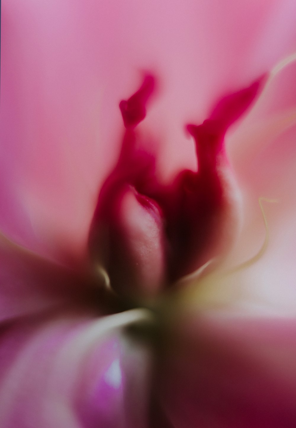 a close up of a pink flower with a blurry background