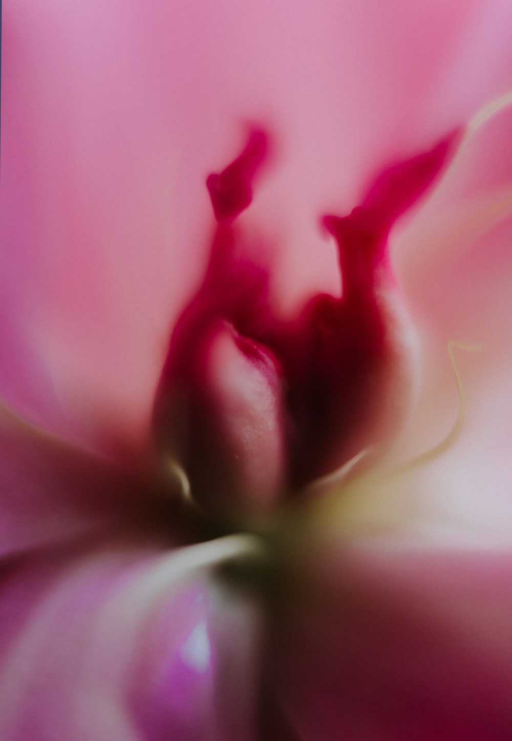 Gros plan d’une fleur rose avec un arrière-plan flou