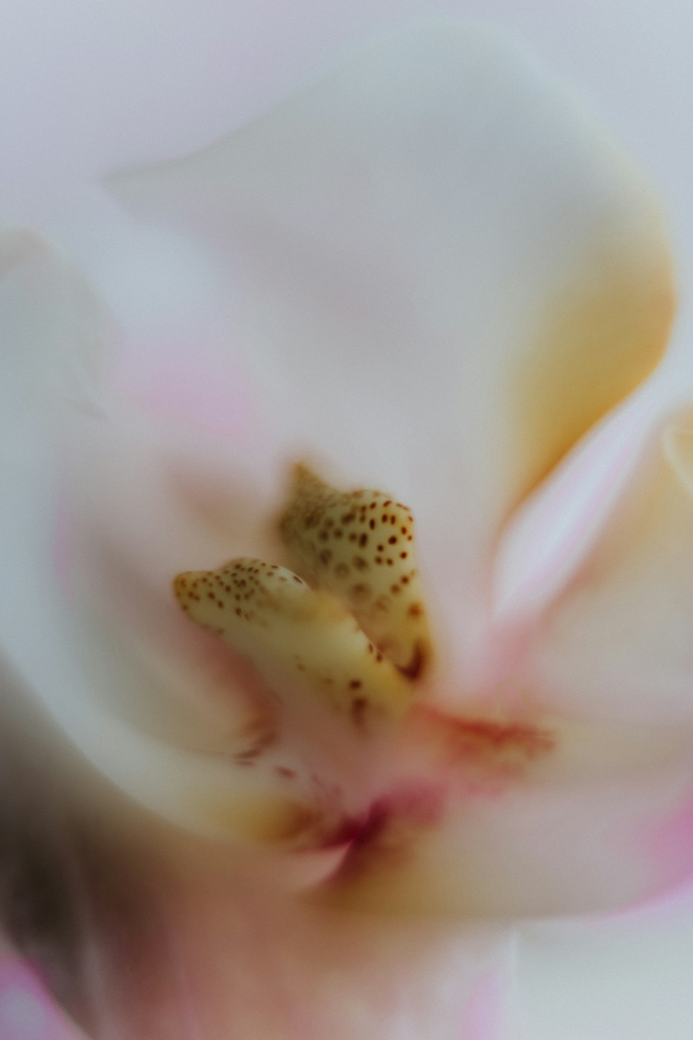 Un primo piano di un fiore con uno sfondo bianco