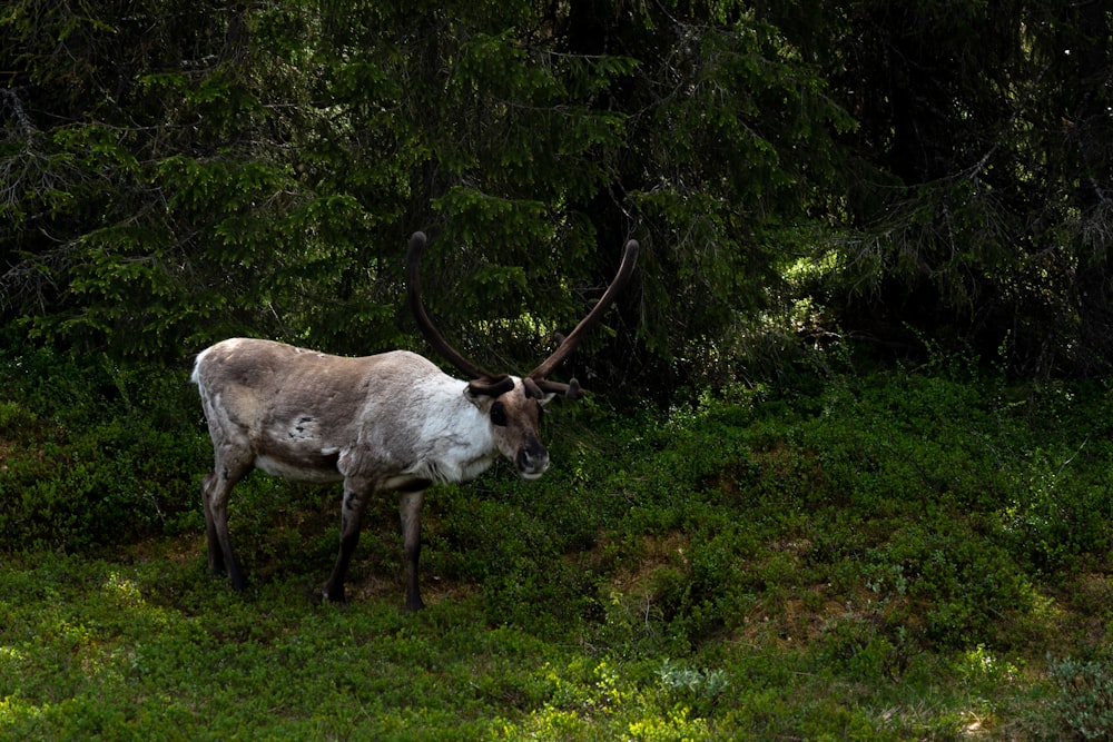 white and brown deer on green grass field during daytime