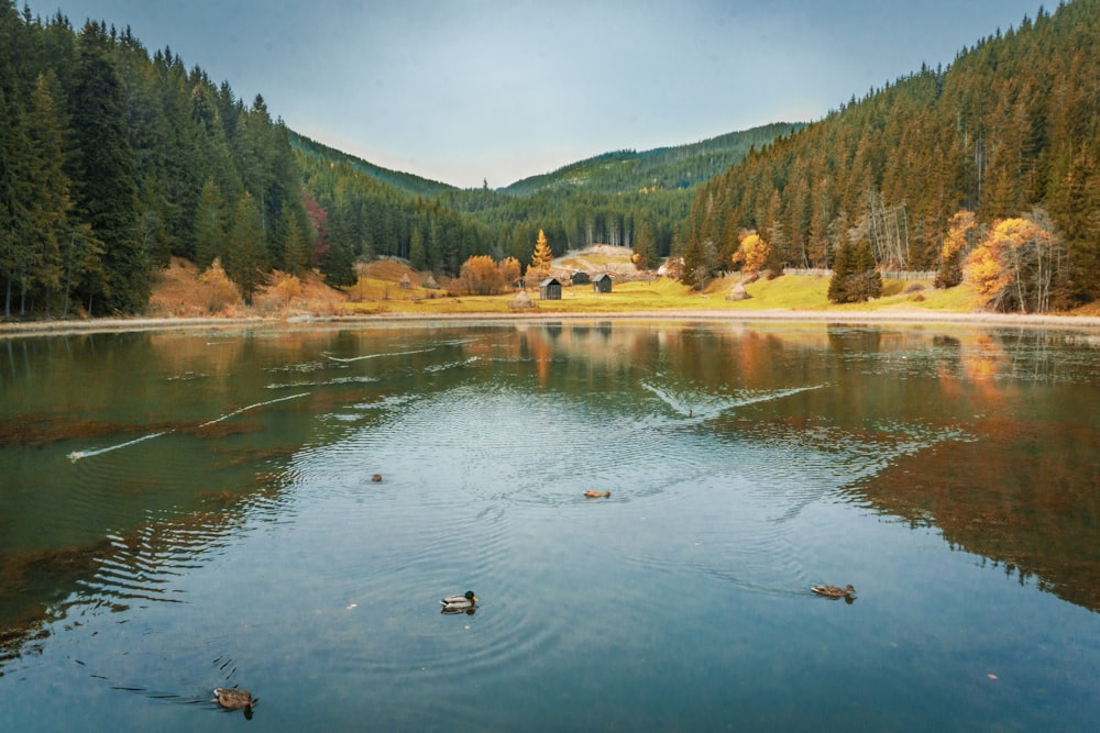 lake surrounded by green trees during daytime