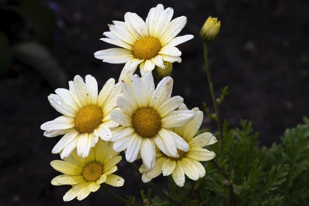 Foto flores margaridas brancas e amarelas – Imagem de Eua grátis no Unsplash