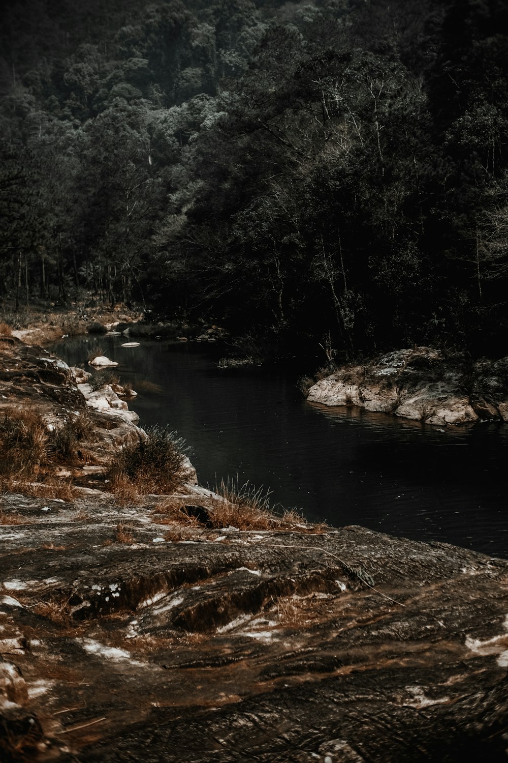 a stream running through a forest filled with trees