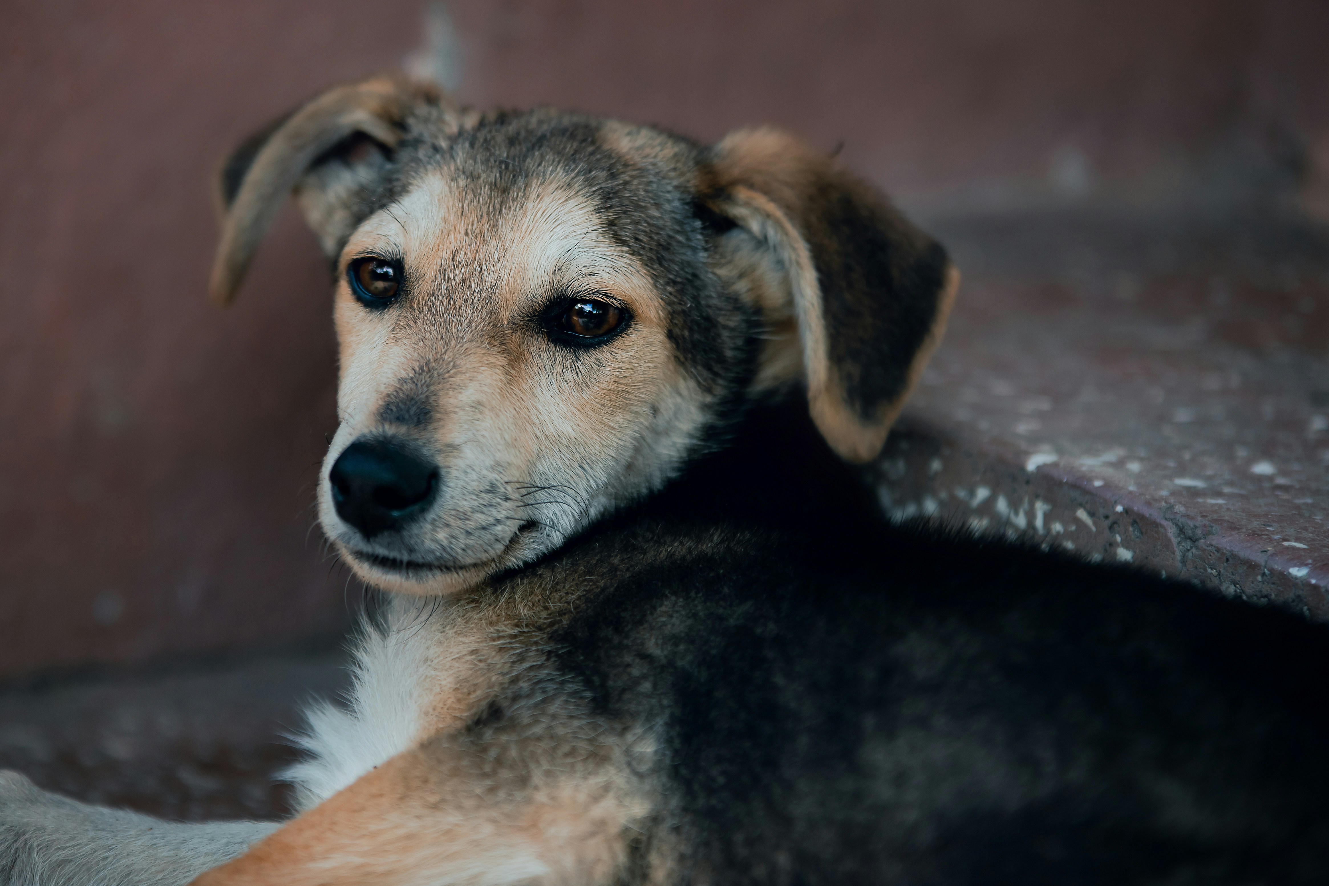 KLIPPSI® Boîte à Déjeuner De Taille Moyenne (860 Ml) - 100 % Silicone Platine - Matériau Indéchirable - Résistant à La Chaleur Et Au Froid - Hermétique - Anti-fuite - Passe Au