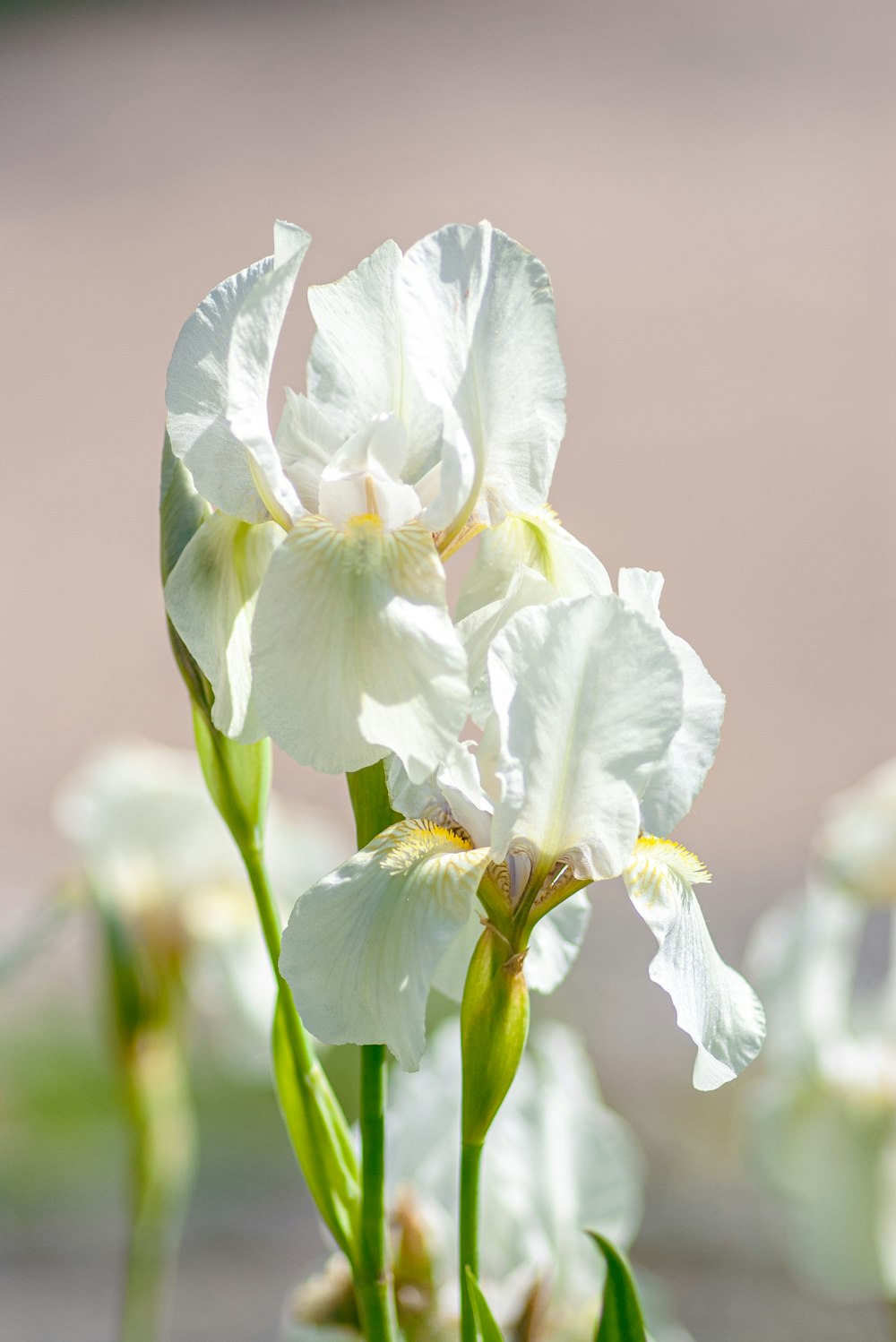 a group of white flowers with green stems