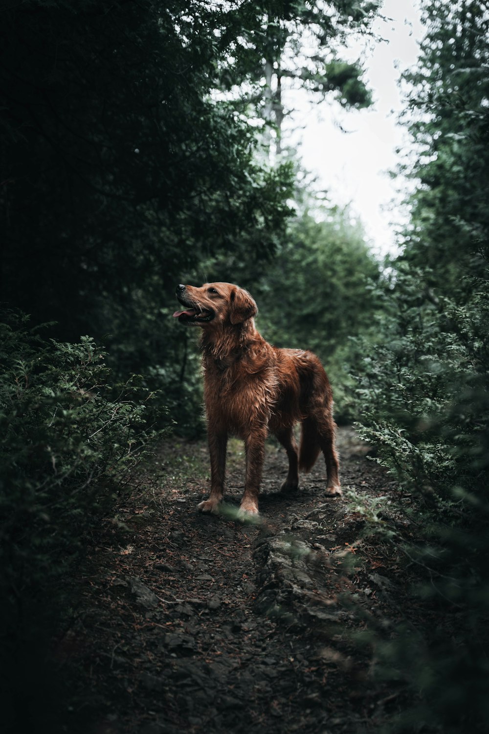 Ein brauner Hund steht auf einem Feldweg